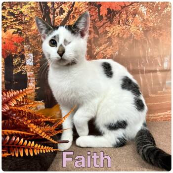 Rescue Domestic Short Hair Cats for Adoption in Pierceton, Indiana - Faith-SR4 | PetCurious