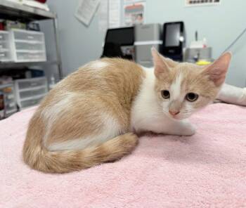 Nehou -  Domestic Short Hair Cat for Adoption in Raleigh, North Carolina - Nehou | PetCurious
