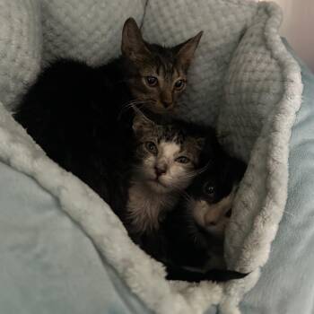 Athos -  Domestic Short Hair Cat for Adoption in Titusville, Florida - Athos | PetCurious