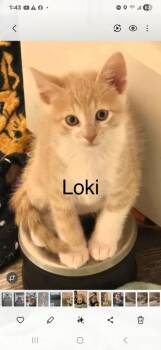 Loki -  Domestic Short Hair Cat for Adoption in The Woodlands, Texas - Loki | PetCurious