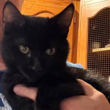Wolverine -  Domestic Short Hair Cat for Adoption in Granby, Missouri - Wolverine | PetCurious