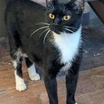 Domestic Short Hair Cats Available for Adoption in Canal Winchester, Ohio - Sissy | PetCurious