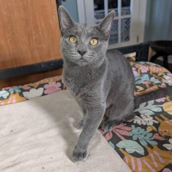 Hematite (aka Coconut) -  Russian Blue and British Shorthair Cat for Adoption in Chicago, Illinois - Hematite (aka Coconut) | PetCurious