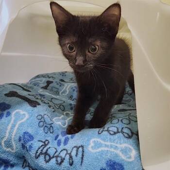 Glenda -  Domestic Short Hair Cat Available for Adoption - Glenda | PetCurious