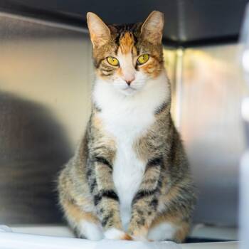 Goldilocks -  Domestic Short Hair Cat for Adoption in Wilmington, Delaware - Goldilocks | PetCurious