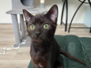 Rescue Domestic Short Hair Cats for Adoption in Eagle Point, Oregon - Binx My Baby Boy | PetCurious
