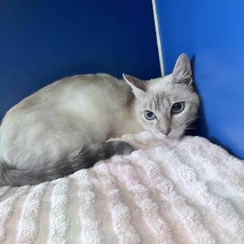Clove -  Domestic Short Hair Cat for Adoption in Tulsa, Oklahoma - Clove | PetCurious