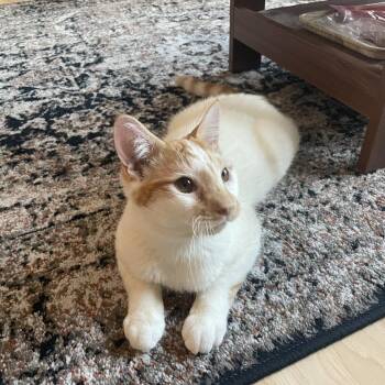 Rescue Domestic Short Hair Cats for Adoption in Evanston, Illinois - Ferrari | PetCurious