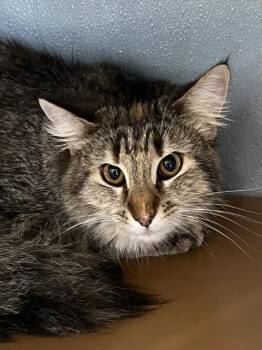 Domestic Medium Hair Cats Available for Adoption in Westminster, Maryland - PIXIE | PetCurious