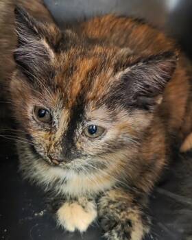 Kettle -  Domestic Short Hair Cat for Adoption in Olean, New York - Kettle | PetCurious