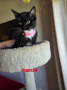 Love Bug Litter -  Domestic Short Hair and Domestic Medium Hair Cat for Adoption in Fairfax, Virginia - Love Bug Litter | PetCurious