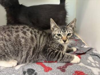 TINKERBELL -  Domestic Short Hair Cat for Adoption in Texas City, Texas - TINKERBELL | PetCurious
