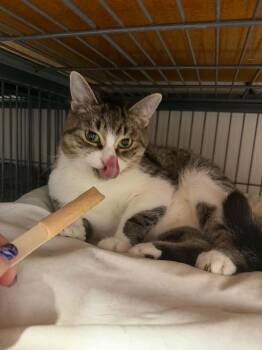 Winnie -  Domestic Short Hair Cat for Adoption in Caro, Michigan - Winnie | PetCurious