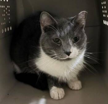 Domestic Short Hair Cats Available for Adoption - Carl | PetCurious