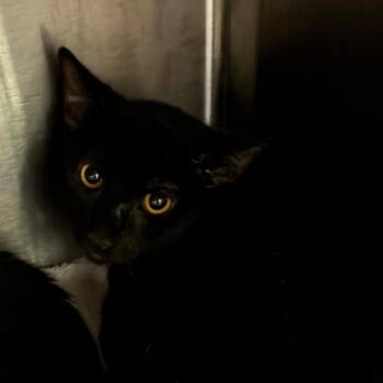 King Protea/FPAC915 -  Domestic Short Hair Cat for Adoption in Oak Park, Illinois - King Protea/FPAC915 | PetCurious