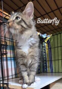 Rescue Domestic Short Hair Cats for Adoption in Buena Vista, Virginia - Butterfly | PetCurious
