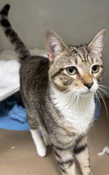 FRANKLIN -  Domestic Short Hair Cat for Adoption in Boston, Massachusetts - FRANKLIN | PetCurious
