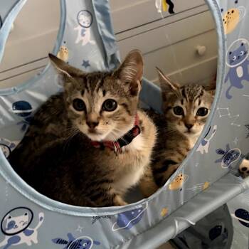 Delilah -  Domestic Short Hair Cat for Adoption in Los Angeles, California - Delilah | PetCurious