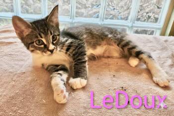 Domestic Short Hair Cats Available for Adoption - LeDoux - North Conroe Petsmart  | PetCurious