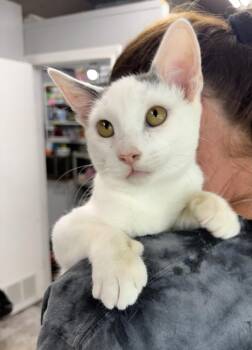 Soot -  Domestic Short Hair Cat for Adoption in Rochester, Indiana - Soot | PetCurious