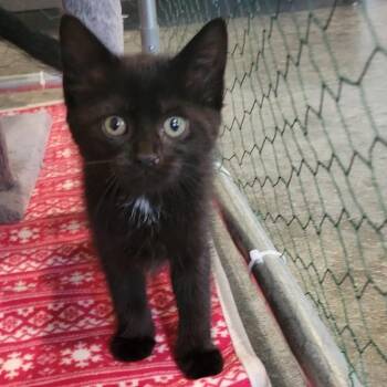 Brianca -  Domestic Short Hair Cat for Adoption in Martinsville, Indiana - Brianca | PetCurious