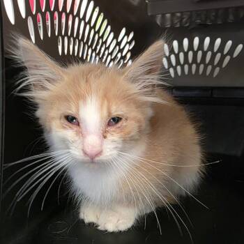 Adam -  Domestic Medium Hair Cat for Adoption in Watertown, New York - Adam | PetCurious