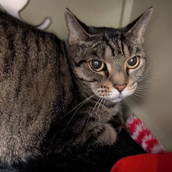 Rescue Domestic Short Hair Cats for Adoption in Titusville, Florida - Tiny | PetCurious