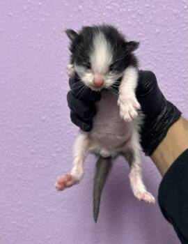 61397732 -  Domestic Short Hair Cat for Adoption in El Paso, Texas - 61397732 | PetCurious