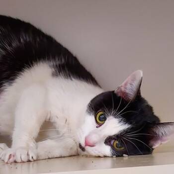 Domestic Short Hair Cats Available for Adoption in Dayton, Ohio - Swordfish | PetCurious