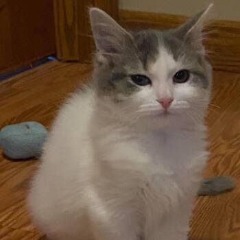 Fred -  Domestic Short Hair Cat for Adoption in Washington, District Of Columbia - Fred | PetCurious