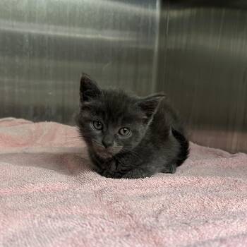 Ava* -  Domestic Short Hair Cat for Adoption in San Gabriel, California - Ava* | PetCurious