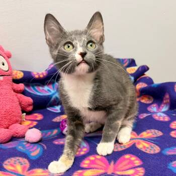 Jigglypuff -  Dilute Tortoiseshell Cat for Adoption in Quail Heights, Florida - Jigglypuff | PetCurious