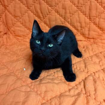Shrek -  Domestic Short Hair Cat for Adoption in Waterloo, Iowa - Shrek | PetCurious