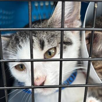 Cookie Monster -  Domestic Short Hair Cat for Adoption in New York, New York - Cookie Monster | PetCurious