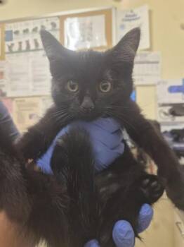 LYRA -  Domestic Short Hair Cat for Adoption in Fremont, California - LYRA | PetCurious