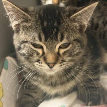 Louie -  Domestic Short Hair Cat for Adoption in Reno, Nevada - Louie | PetCurious