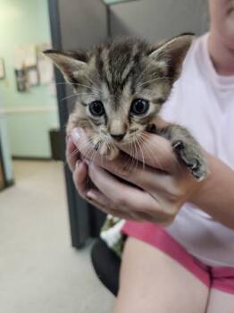 Domestic Short Hair Cats Available for Adoption in Mobile, Alabama - Mozzarella | PetCurious