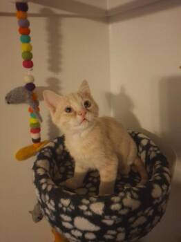 *Sebastian* -  Domestic Short Hair Cat for Adoption in Salt Lake City, Utah - *Sebastian* | PetCurious