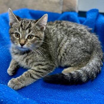 Noodle -  Domestic Short Hair Cat for Adoption in New Fairfield, Connecticut - Noodle | PetCurious