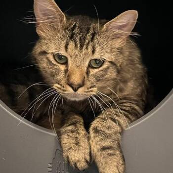 Tumbleweed -  Domestic Medium Hair Cat for Adoption in Baltimore, Maryland - Tumbleweed | PetCurious