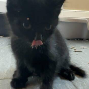 Paso -  Domestic Medium Hair Cat for Adoption in Tipp City, Ohio - Paso | PetCurious