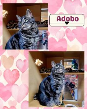 Rescue Domestic Short Hair Cats for Adoption in Port Chester, New York - Adobo | PetCurious