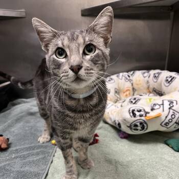 Domestic Short Hair Cats Available for Adoption - Santos | PetCurious