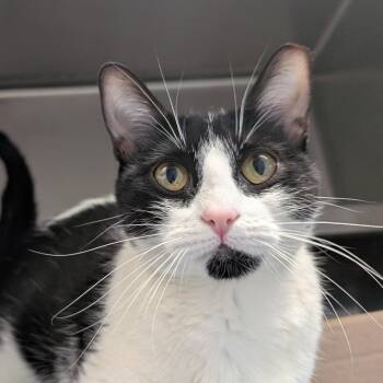 Domestic Short Hair Cats Available for Adoption in West Olive, Michigan - Quimby (Critter Barn) | PetCurious