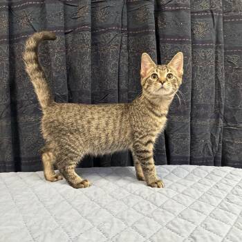 Rescue Domestic Short Hair Cats for Adoption in Upper Sandusky, Ohio - James | PetCurious