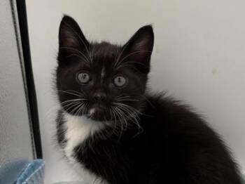Ribbon -  Domestic Short Hair Cat for Adoption in Portland, Oregon - Ribbon | PetCurious