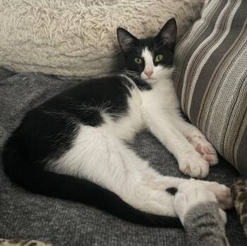 BunBun -  Domestic Short Hair Cat for Adoption in Oxford, Mississippi - BunBun | PetCurious