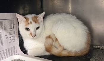 Zakie -  Domestic Short Hair Cat Available for Adoption in Tom Bean, Texas - Zakie | PetCurious