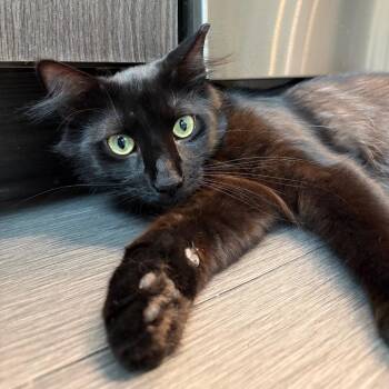 Sloppy Joe Jonas -  Domestic Medium Hair Cat Available for Adoption in Durham, North Carolina - Sloppy Joe Jonas | PetCurious