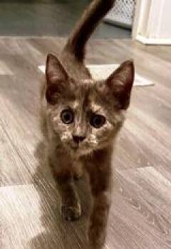 Rescue Domestic Short Hair Cats for Adoption in Lebanon, Pennsylvania - Rosie | PetCurious